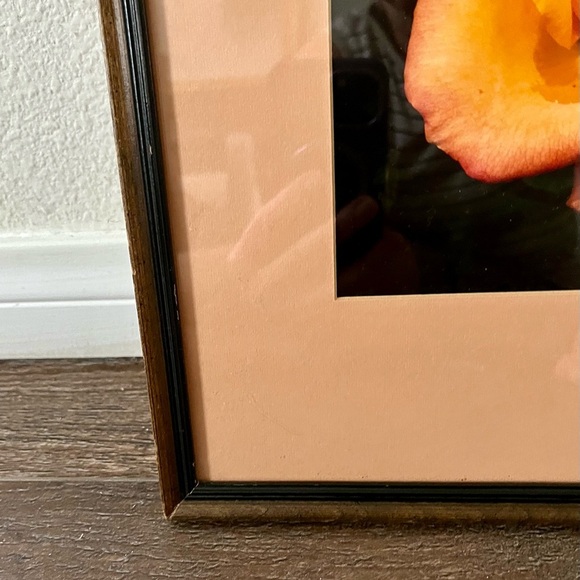 Framed Peach Rose Photograph By Bud Hereman Wall Art Decor 12/13 Inch - Picture 5 of 14